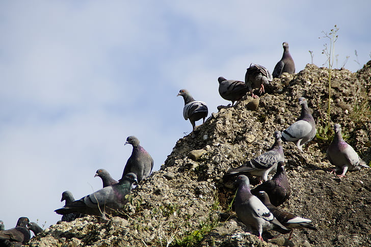 pigeons, meeting, many, mass, quantitative, rock, rocky