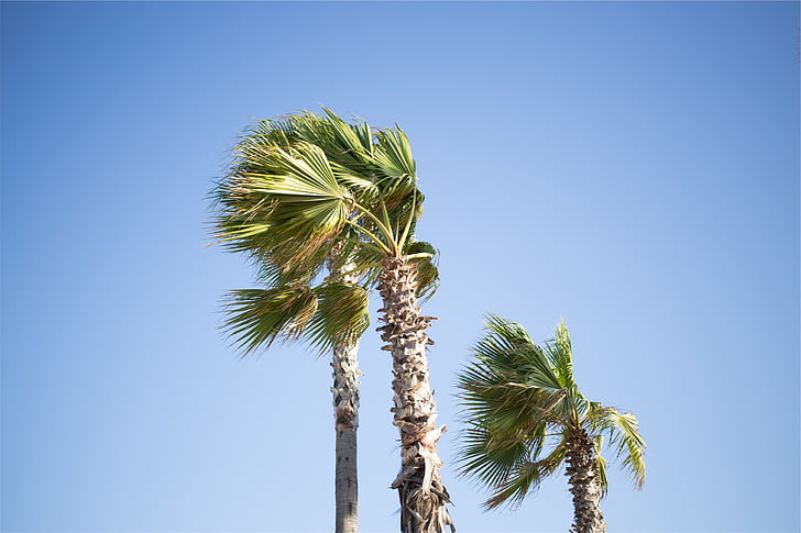 kokosowy, palmy, drzewo, niebieski, niebo, w ciągu dnia, palmy
