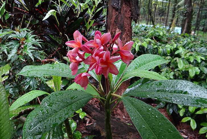 Plumeria rubra, Frangipani, rote frangipani, Das Temple tree, Plumeria, Blume, rot