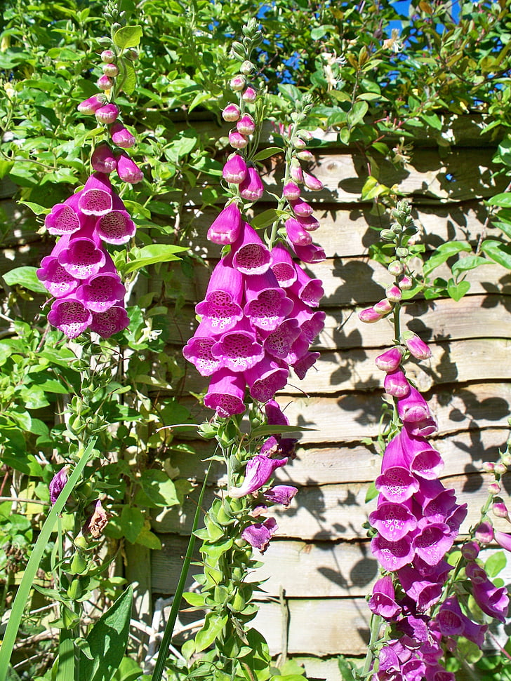 giardino inglese del paese, digitale purpurea, viola, fiori, campane, bella, luminoso