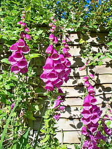 english country garden, foxgloves, purple, flowers, bells, beautiful, bright
