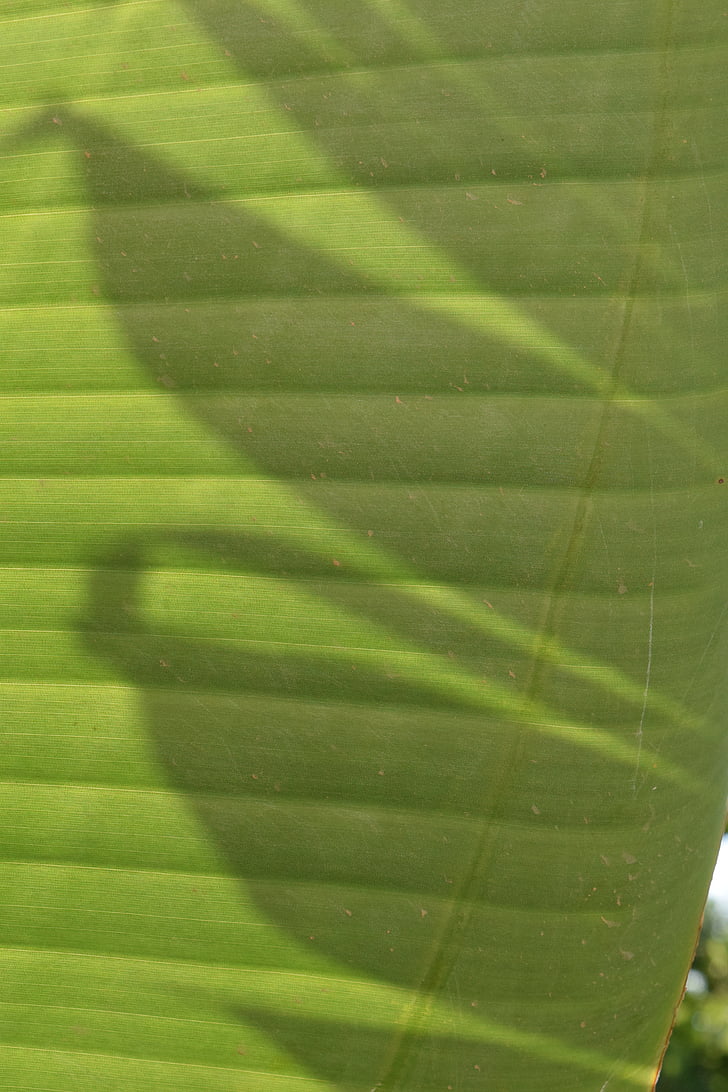 tło, światło i cień, cień, światło, wzór, Struktura, Banana leaf