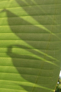 バック グラウンド, 光と影, シャドウ, 光, パターン, 構造, バナナの葉