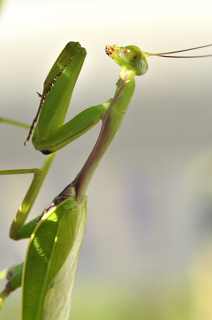 nieuwsgierige mantis, insect, natuur, Bladeren, Mantis, plant, kleine