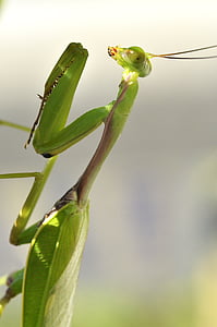 curioase mantis, insectă, natura, frunze, Mantis, plante, mici