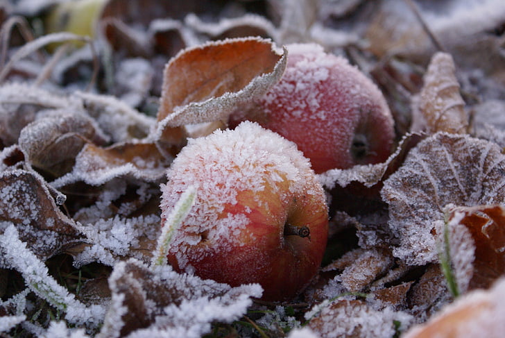 霜, アップル, 冬, 氷, 冷凍, 霧氷, アイス クリームりんご