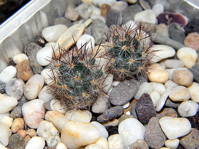 mammillaria, cactus, scratchy, green, needles, plants, in a pot