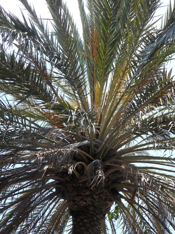 palm, sky, leaves, palm leaves, structure, texture, tropical