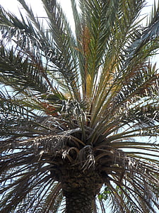 Palm, cer, frunze, frunze de palmier, structura, textura, tropicale