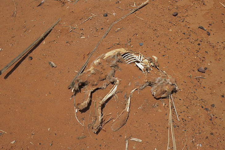 desert, feral, cat, dead, skeleton, nature, wild