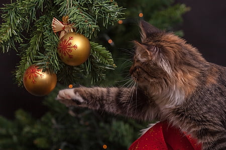 Szilveszter, macska, karácsonyi díszek, labda, piros, zöld, arany