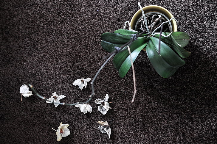 white, orchid, beige, pot, ground, abstract, beauty