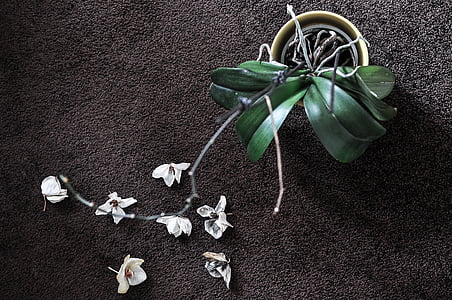 bianco, orchidea, beige, pentola, terra, Riepilogo, bellezza
