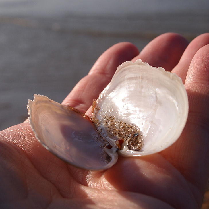shell, open, sand, hand, fingers, sea, beach