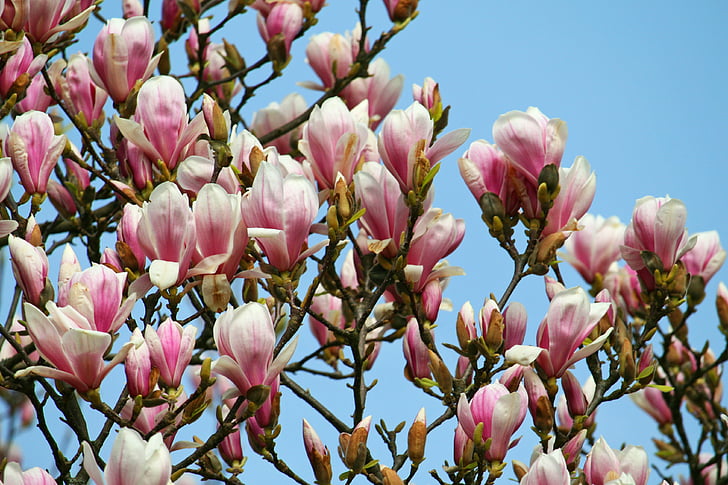 Magnolia, árbol floreciente, rosa, primavera, árbol de la flor, flores, naturaleza