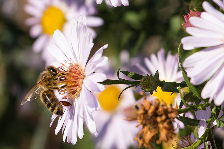 bee, insect, honey bee, close, macro, animal, asters