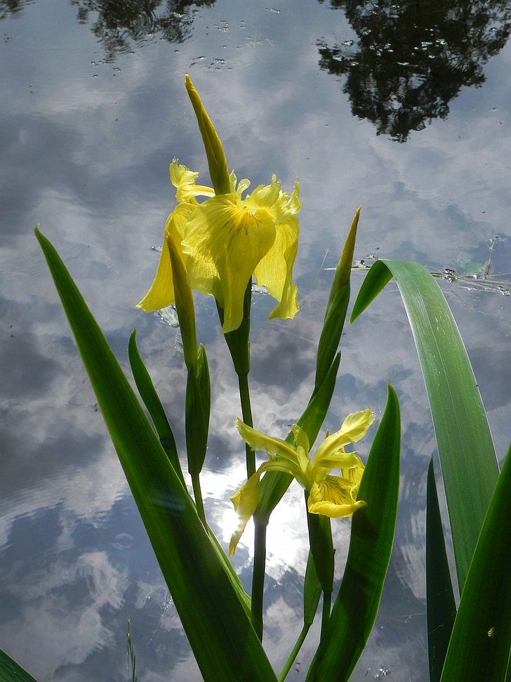 blomst, Iris, hage, natur, anlegget