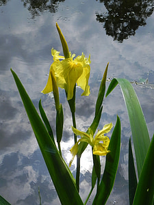 cvijet, Iris, vrt, priroda, biljka