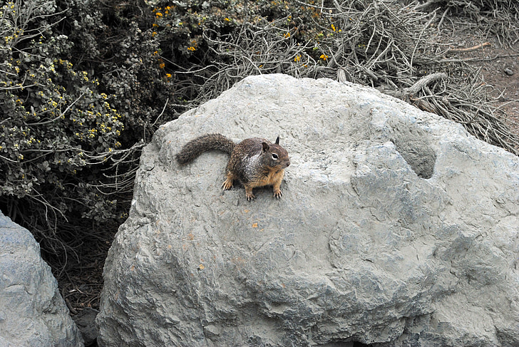 다람쥐, 자연, 바위, 설치류
