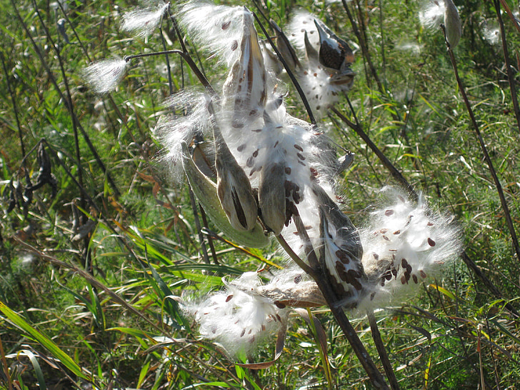 milkweed, seeds, pod, nature, fall