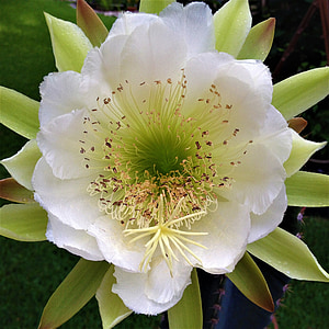 Bloom, Cactus, Succulent, nacht in bloei, wit, bloem