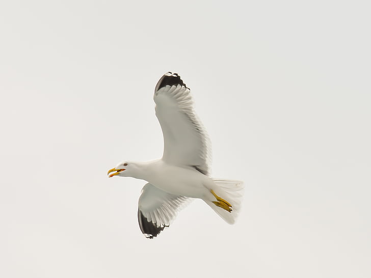seagull, bird, white, nature, gull, wildlife, sea