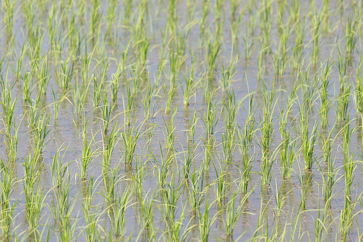camps d'arròs de Yamada, Japó, espiga d'arròs, natura, herba, planta, creixement
