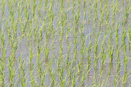 yamada's rismarker, Japan, øre af ris, natur, græs, plante, vækst