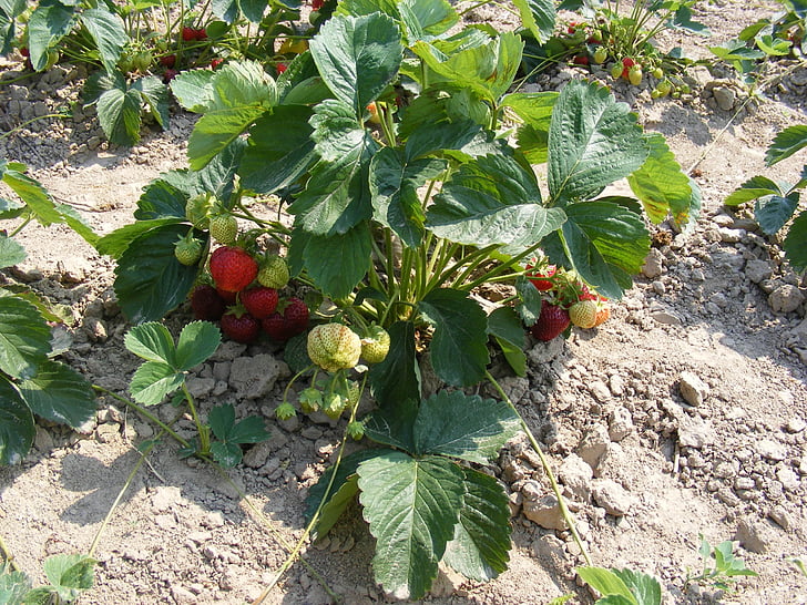 Erdbeeren, Erdbeere-Busch, Erdbeere-Büsche, Landwirtschaft, Feld, Anbau von Erdbeeren