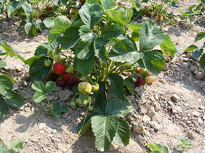 ягоди, Ягодов храст, ягодови храсти, Селско стопанство, поле, отглеждане на ягоди