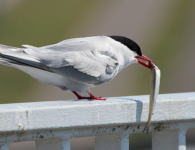 arctic tern, eat, fish, food, tern, bird, water bird