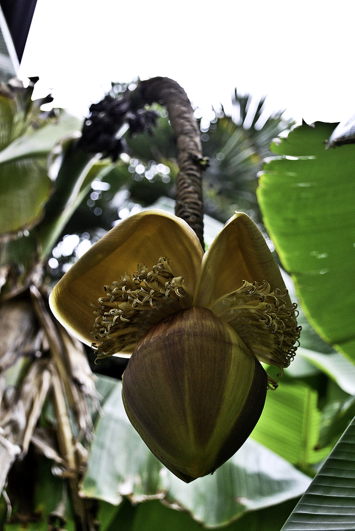 banānu, puķe, augu, fons, skaists