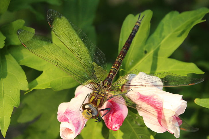 Dragon fly, hmyz, květ, křídla, textura, transparentní