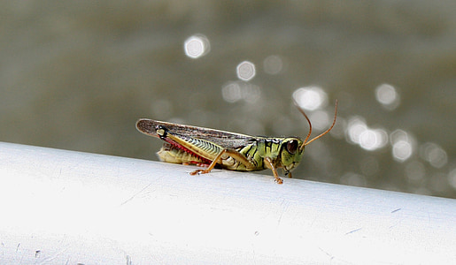 belalang, Close-up, hijau, serangga, melompat, kaki