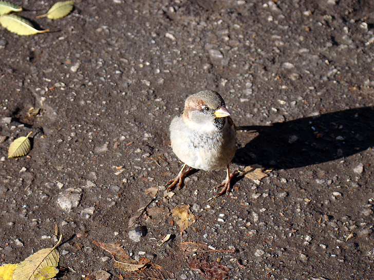 Sparrow, pták, asfalt, listy, slunce