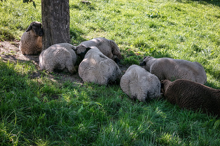 oveja, resto, rotura, protección, sombra, rebaño de ovejas, Grupo