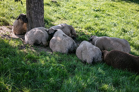 schapen, rest, pauze, bescherming, schaduw, kudde schapen, groep