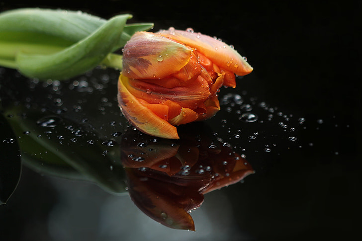 cvet, Tulipan, oranžna, blizu, zrcalna slika, Tihožitje, narave