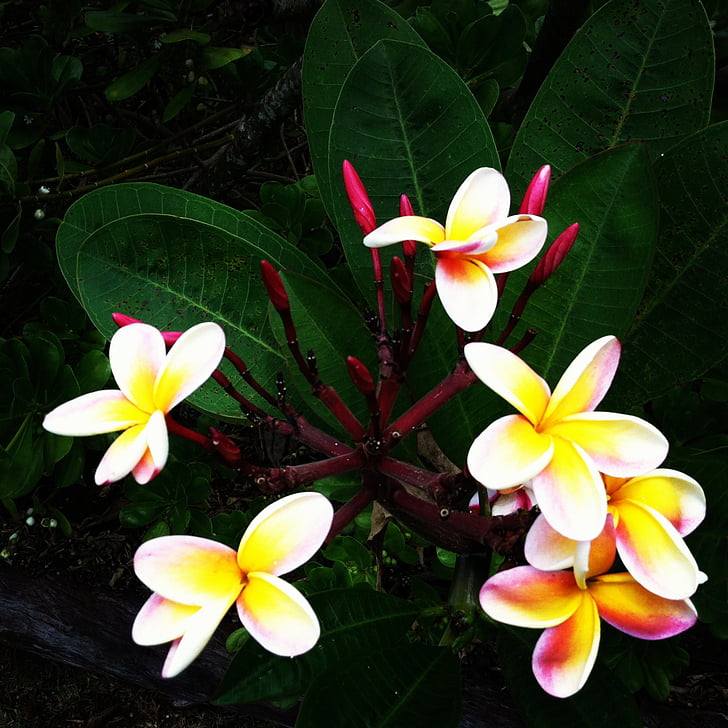 Frangipani, flors, Hawaii, flor, fragant, flor, bonica