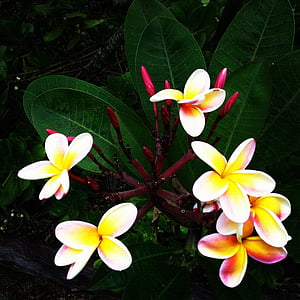 Plumeria, flores, Hawaii, flor, fragante, flor, hermosa