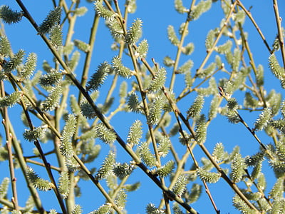 pussy willow, Pavasaris, koks, gada pavasarī pazīmes, filiāles, ganīšanas siltumnīcefekta
