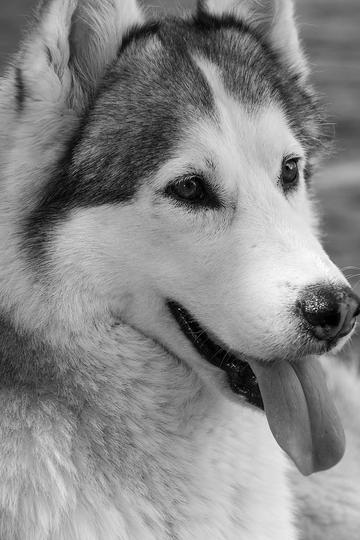 Sibirsk husky, Grønlandshund, hunden, kjæledyr, purebred hunden, dyr, trekkhund