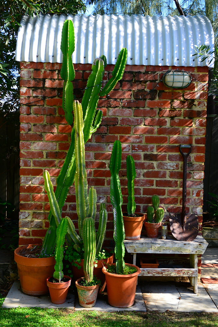 cactus, ladrillo, textura, pared, yarda, jardín, exterior