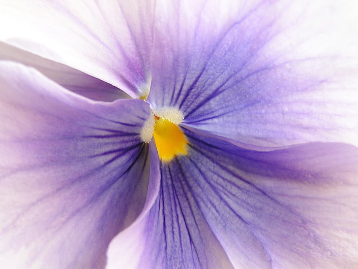 blomst, Violet, makro, natur, plante, close-up, lilla