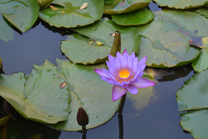 Vodní lilie, Lily podložky, Lily rybník, zahrada, Dharwad, Indie