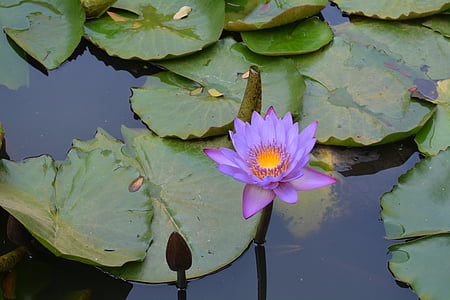 water lily, waterlelies, lelievijver, Tuin, Dharwad, India