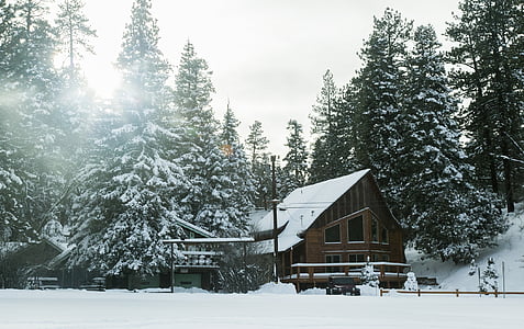 sneeuw, gedekt, cabine, omgeven, bomen, dag, tijd