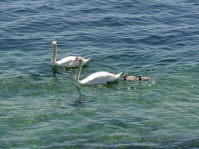 swans, ducks, geese, animals, duck family, lake, water