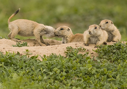 Prairie hundene, pups, søt, dyreliv, natur, villmark, liten