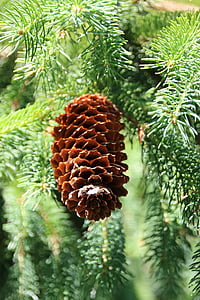 pine cones, needles, nature, forest, tree, fir green